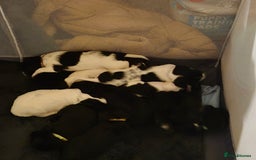 Mixed Breed dogs for sale: Springer cross puppies  - Image 1