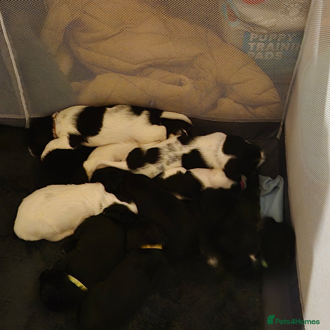 Mixed Breed dogs for sale: Springer cross puppies  - Image 1