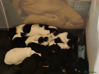 Mixed Breed dogs - Advert 2