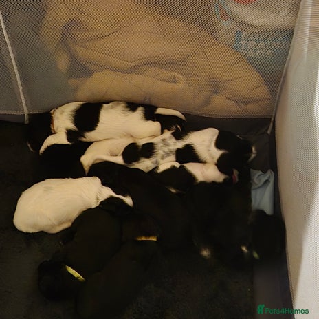 Mixed Breed dogs - Advert 1