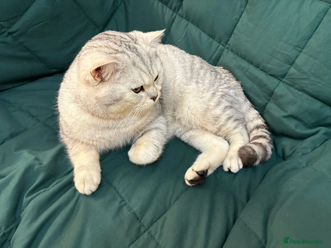 British Shorthair cats for stud: 🌟 British Shorthair Chinchilla GCCF Champion 🌟 - Advert 6