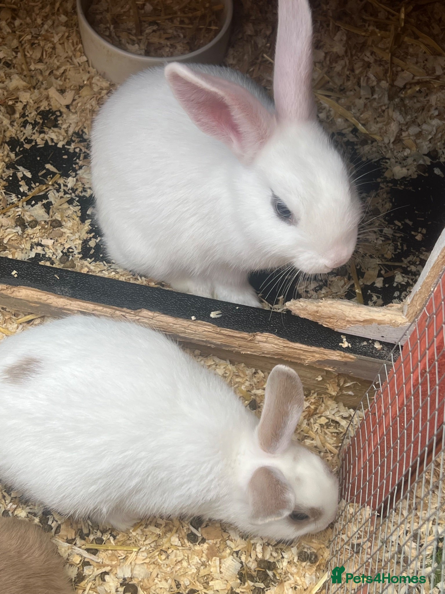 Mixed Breed rabbits Baby rabbits - Advert 1