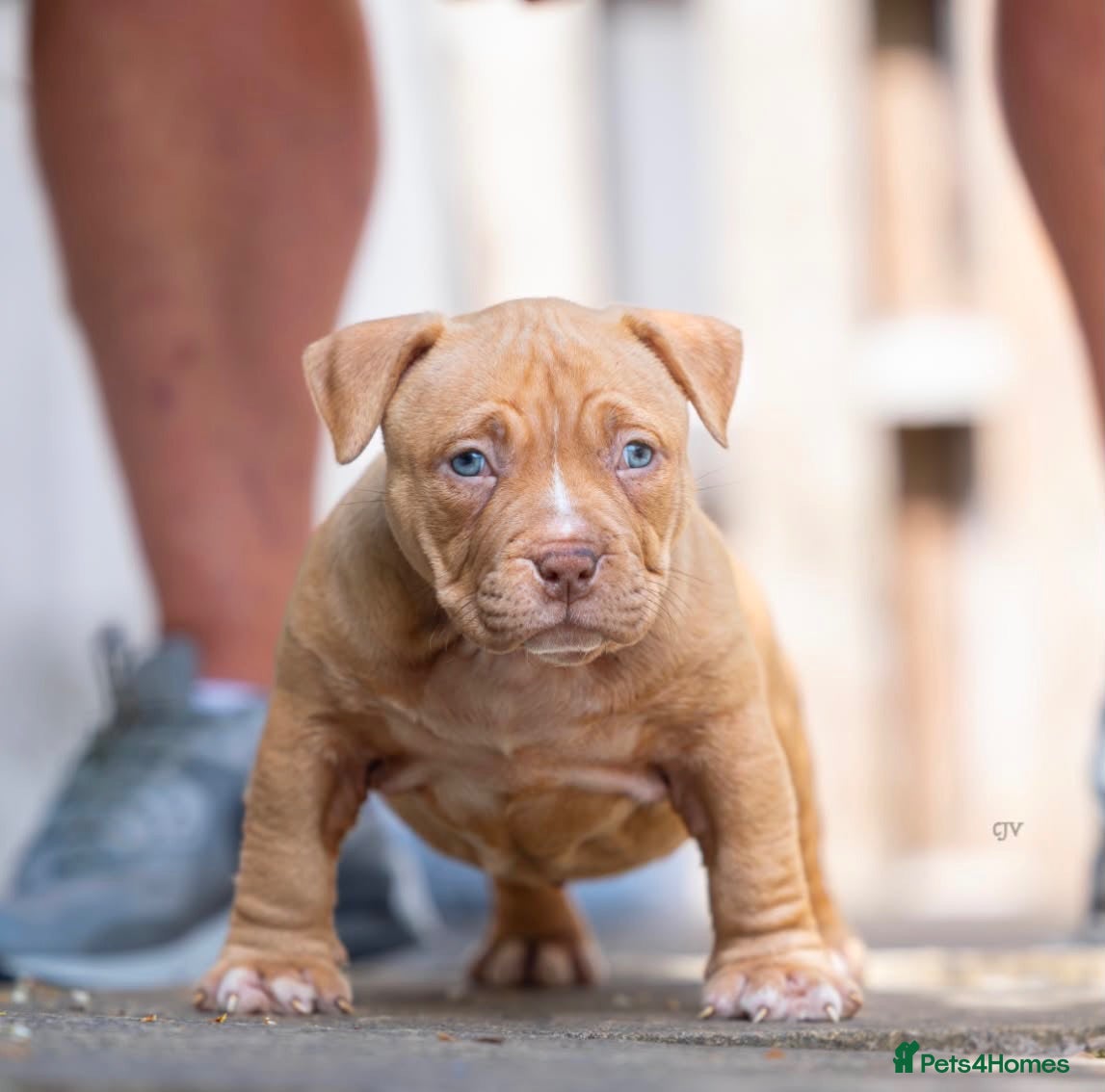 American Bully dogs American Pocket Bully’s  - Advert 3