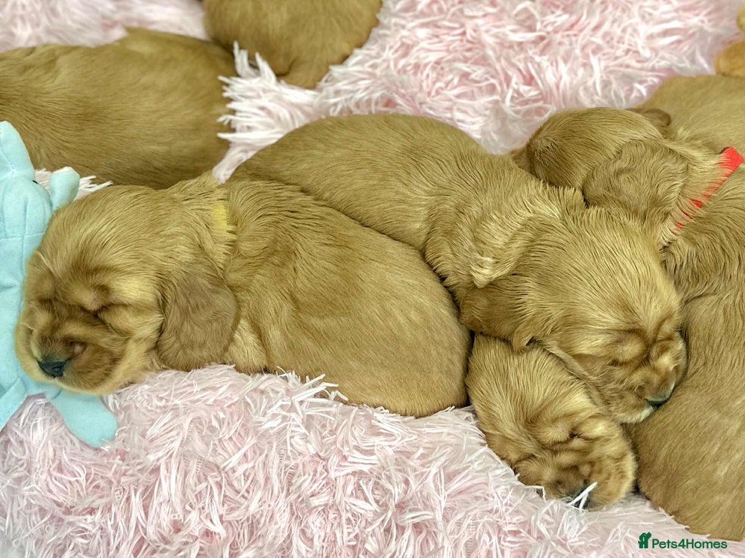 Cocker Spaniel dogs for sale: Top Quality KC Show Cockers FN PRCD-PRA CLEAR - Image 15