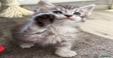 Maine Coon cats - Advert 10