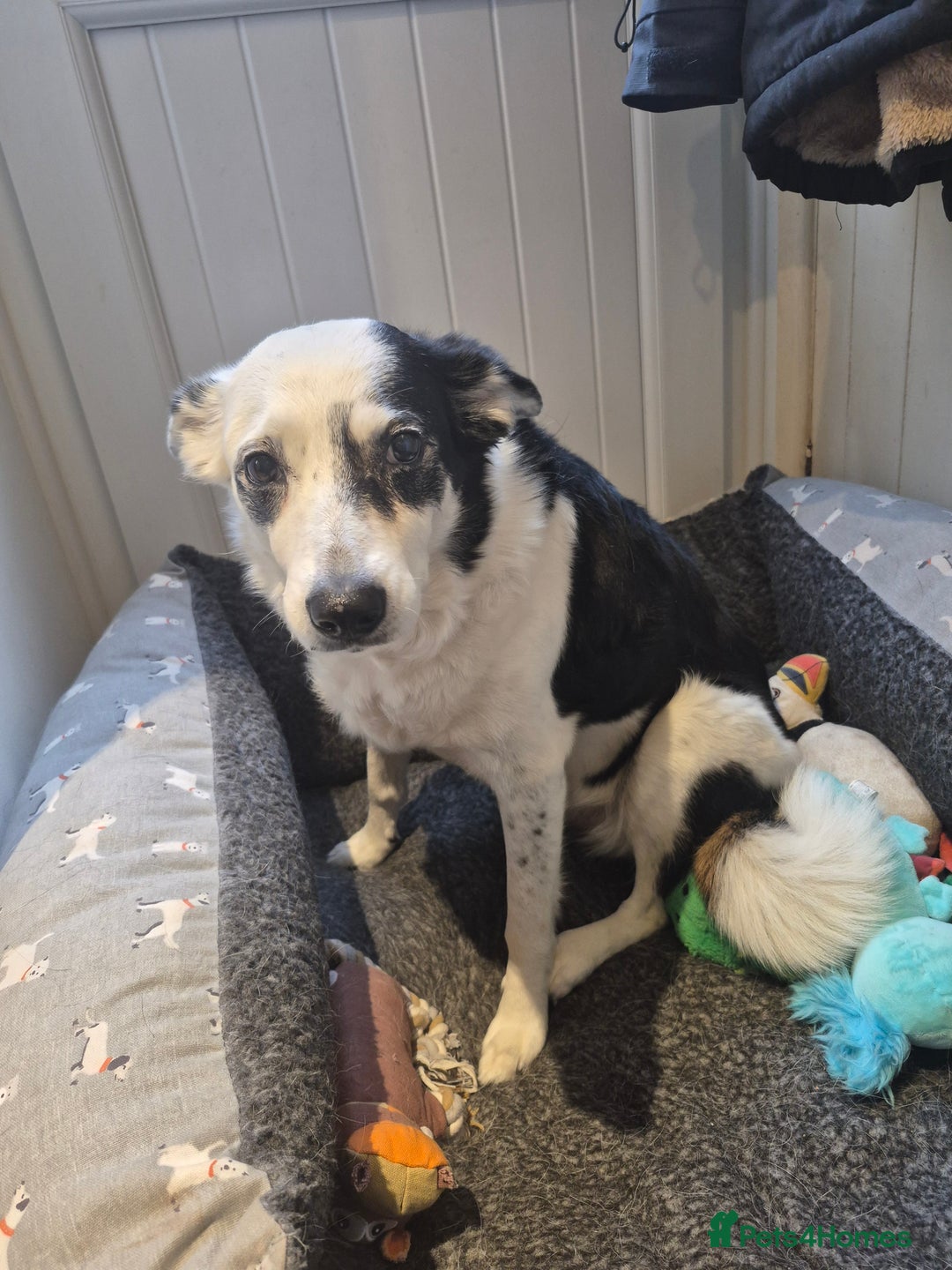 Border Collie dogs for sale: Lexi 11yr old looking for forever home - Advert 2