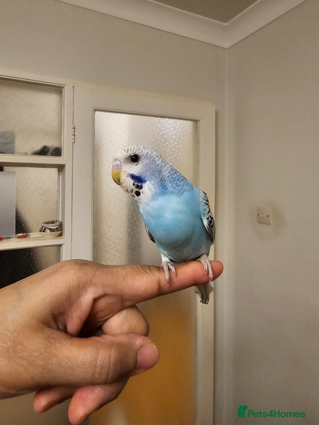 Budgerigars birds for sale: Handreared, semitamed, tamed budgies  - Advert 13