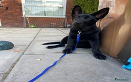 German Shepherd dogs for sale: 4 Month old German Shepherd Puppy for sale - Image 8