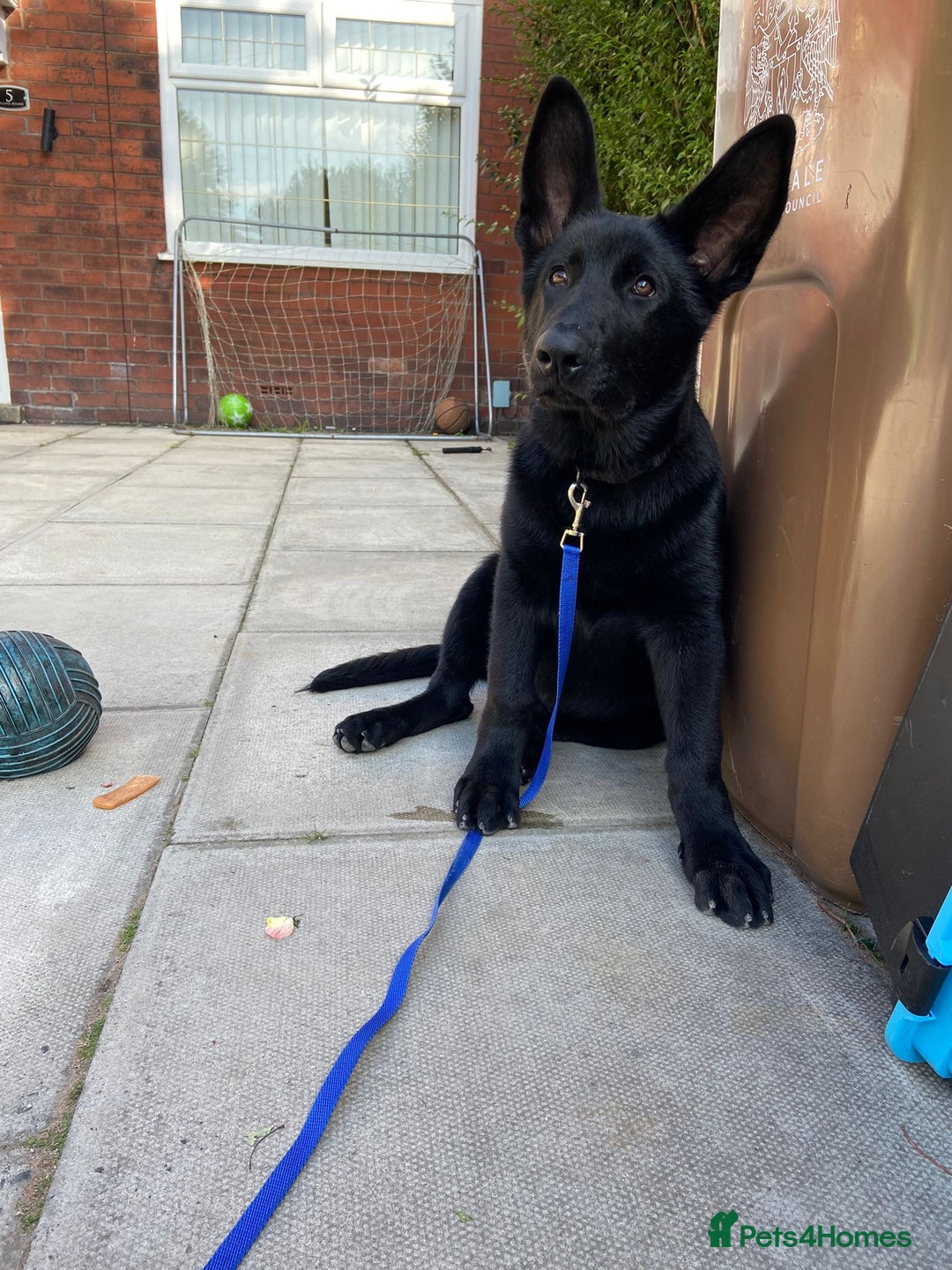 German Shepherd dogs for sale: 4 Month old German Shepherd Puppy for sale - Image 8