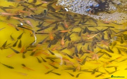 Koi Carp fish for sale: Beautiful koi fry BATCH 3 1-1.5 inch’s  - Image 2