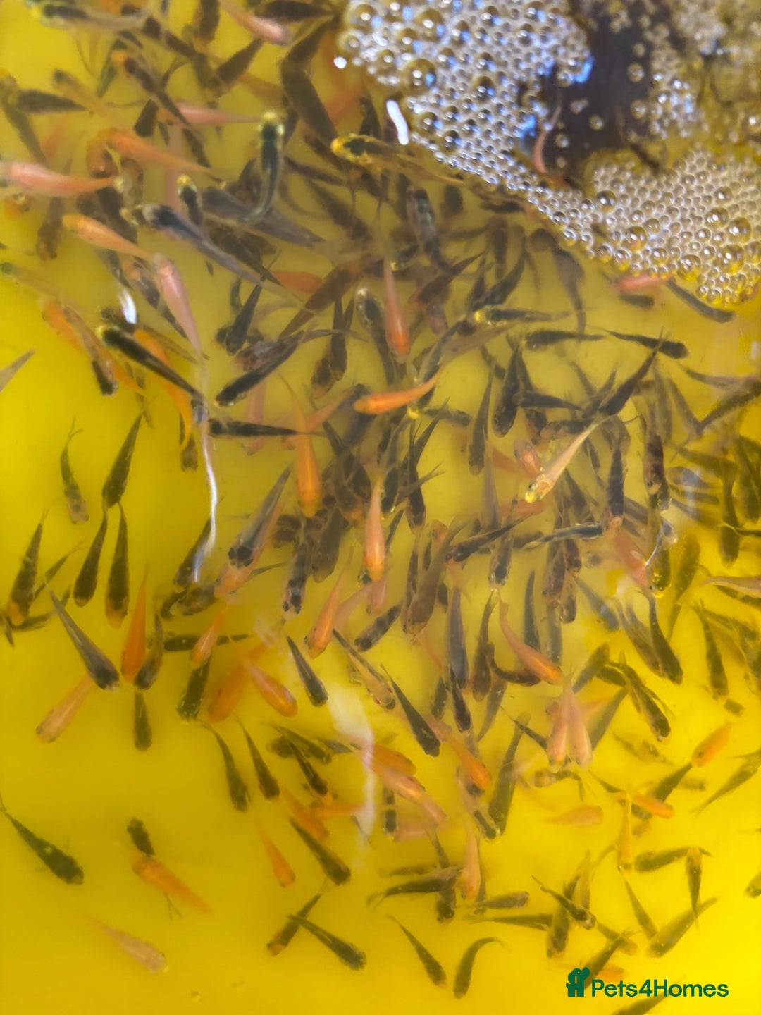 Koi Carp fish for sale: Beautiful koi fry BATCH 3 1-1.5 inch’s  - Image 2