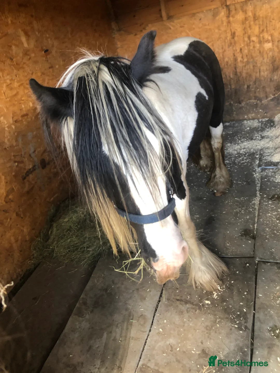 Irish Cob horses for sale: 12hh piebold pony for sale - Advert 10