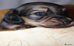 Miniature Dachshund dogs for sale: Stunning shaded cream and cream dachshunds  - Image 6