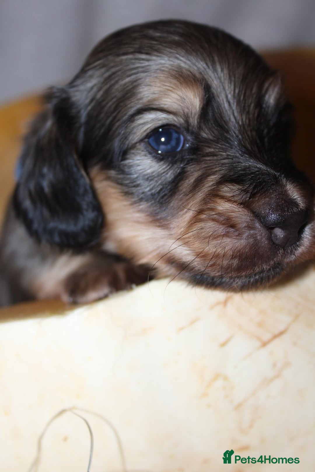 Miniature Dachshund dogs for sale: Stunning shaded cream and cream dachshunds  - Image 6