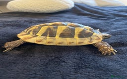 Tortoise reptiles for sale: Herman’s tortoise  - Image 3