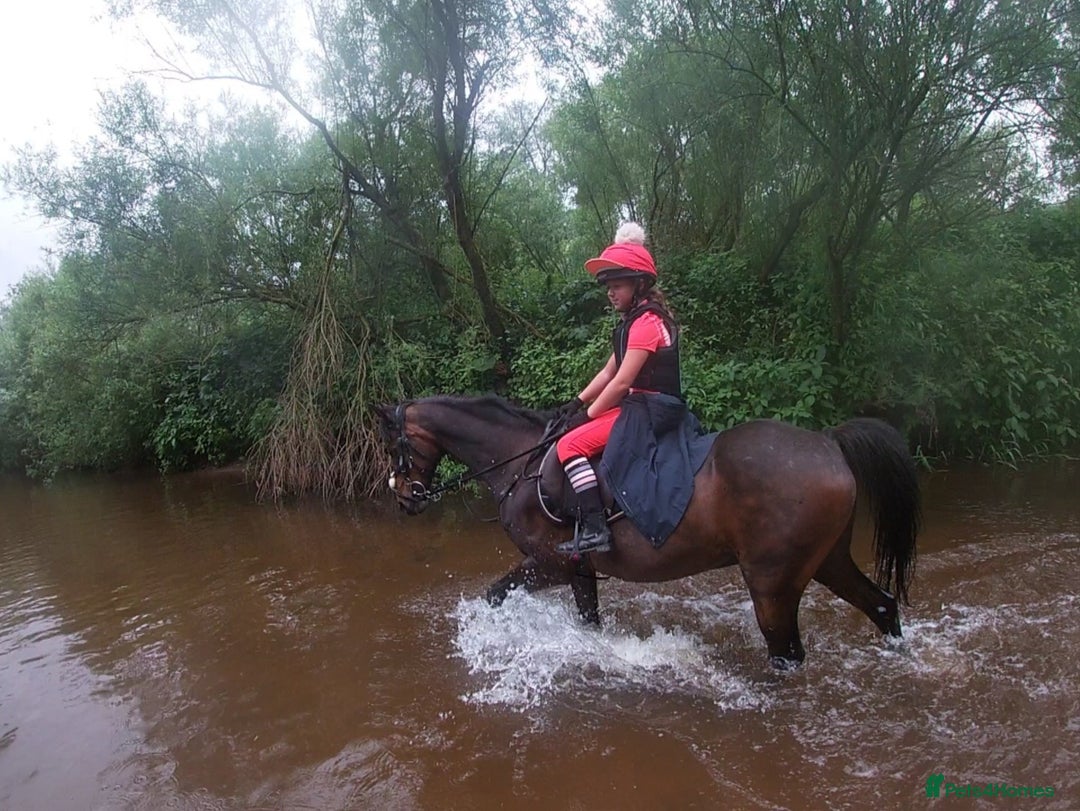 Arabian horse horses for sale: 14.2hh Part Bred Arab Allrounder - Image 7