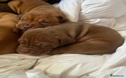 Mixed Breed dogs for sale: Dogue de bordeaux x staff puppies  - Advert 13