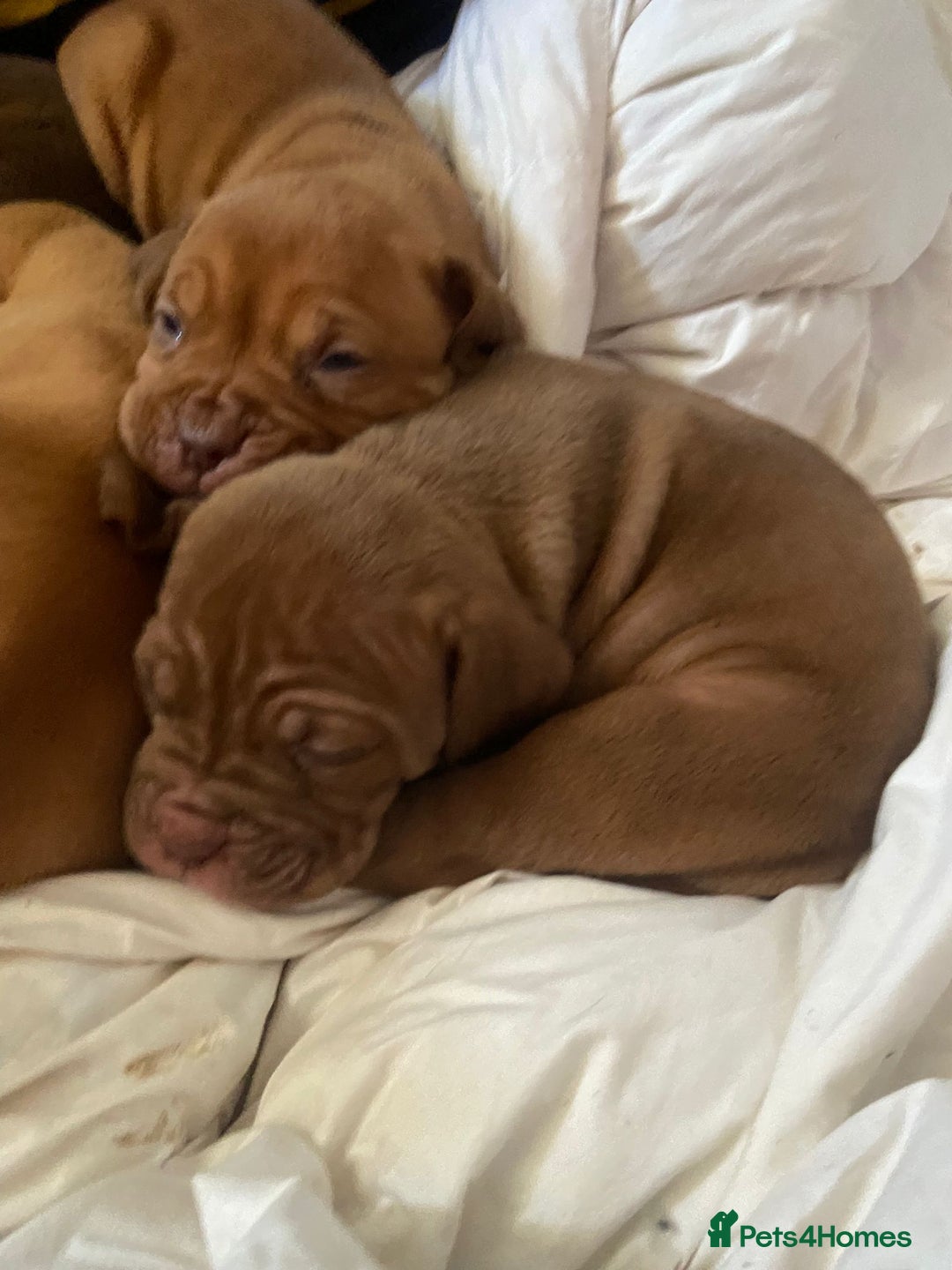 Mixed Breed dogs for sale: Dogue de bordeaux x staff puppies  - Advert 13