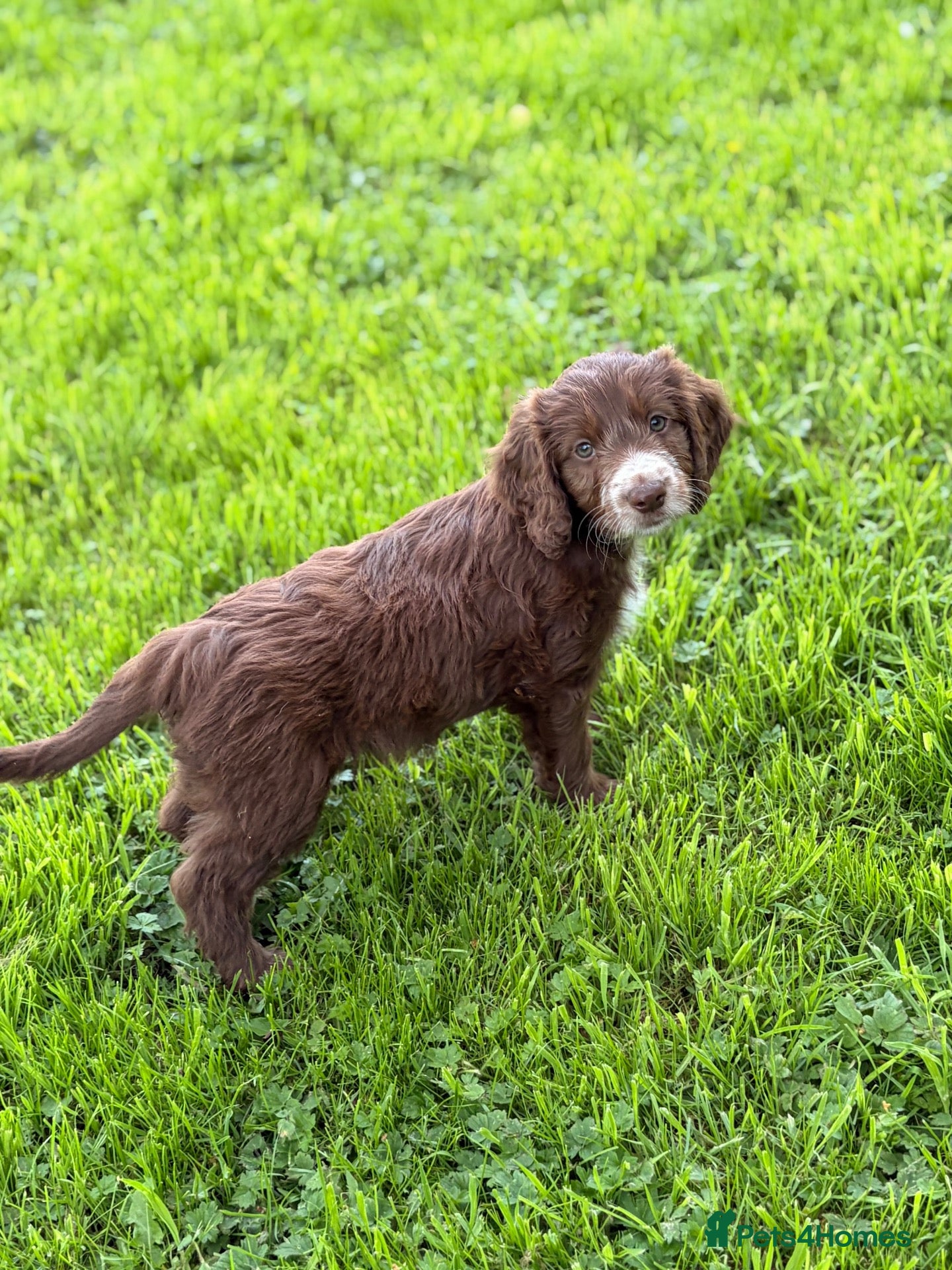 Mixed Breed dogs BEAUTIFUL COCKER X COLLIE PUPS - Advert 6