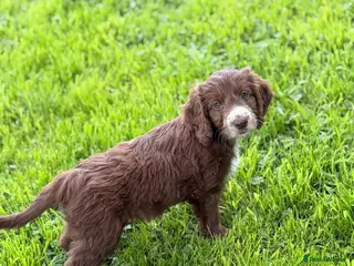 Mixed Breed dogs BEAUTIFUL COCKER X COLLIE PUPS - Advert 6