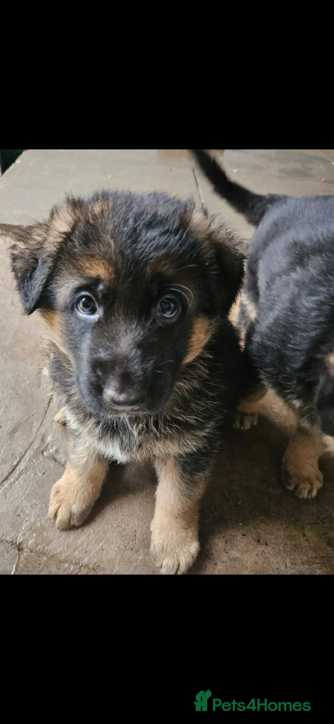 German Shepherd dogs for sale: German shepherd puppies - Advert 23