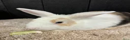 Rex rabbits for sale: Stunning house bunny - Advert 3