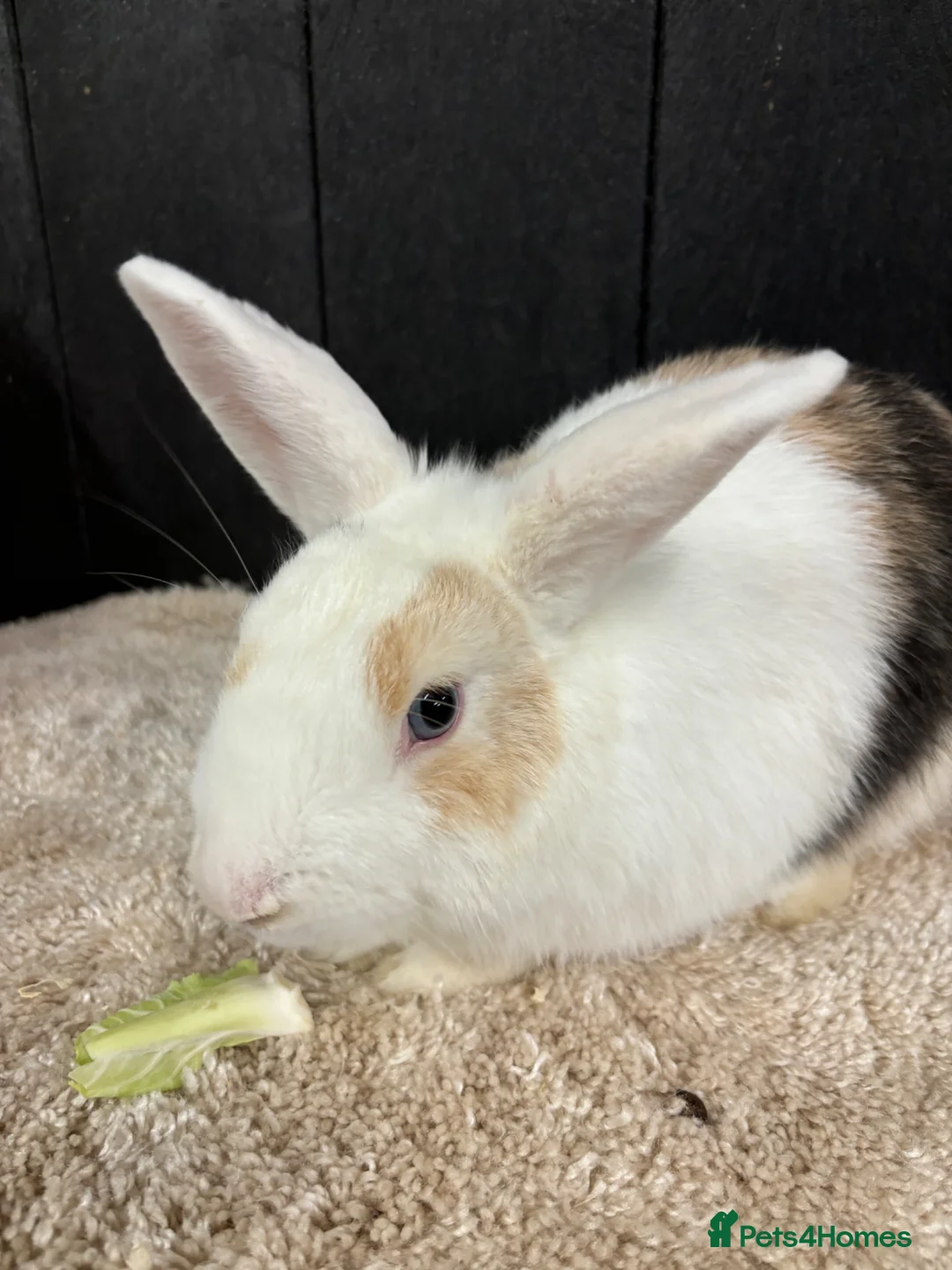 Rex rabbits for sale: Stunning house bunny - Advert 3