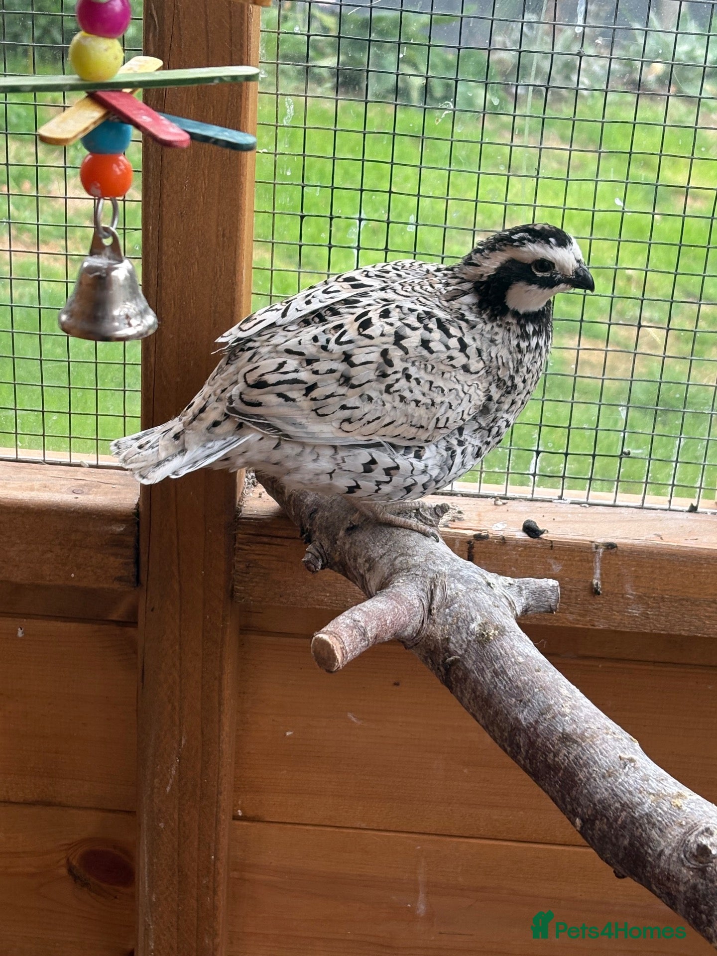 Quail poultry Snowflake Bobwhite Quail  - Advert 1