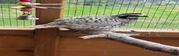 Quail poultry for sale: Snowflake Bobwhite Quail  - Advert 1