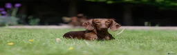 Miniature Dachshund dogs for stud: Miniature Dachshund Stud - Advert 3