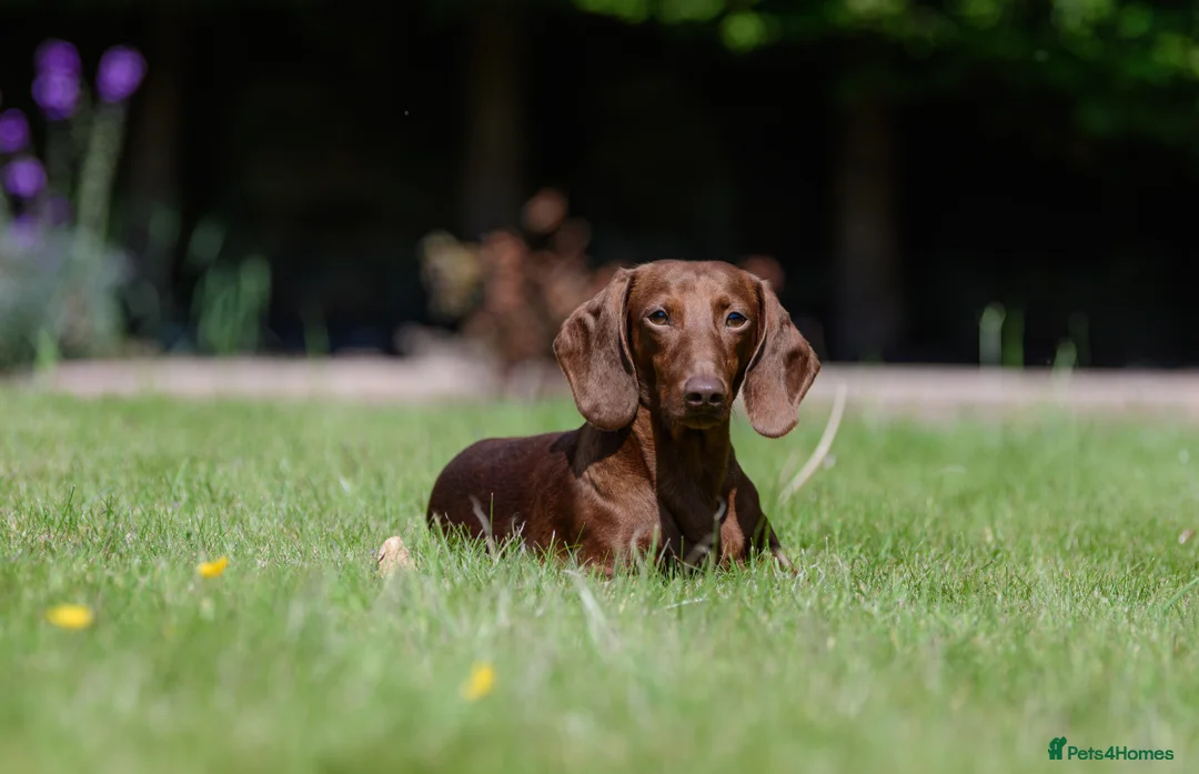 Miniature Dachshund dogs for stud: Miniature Dachshund Stud - Advert 3