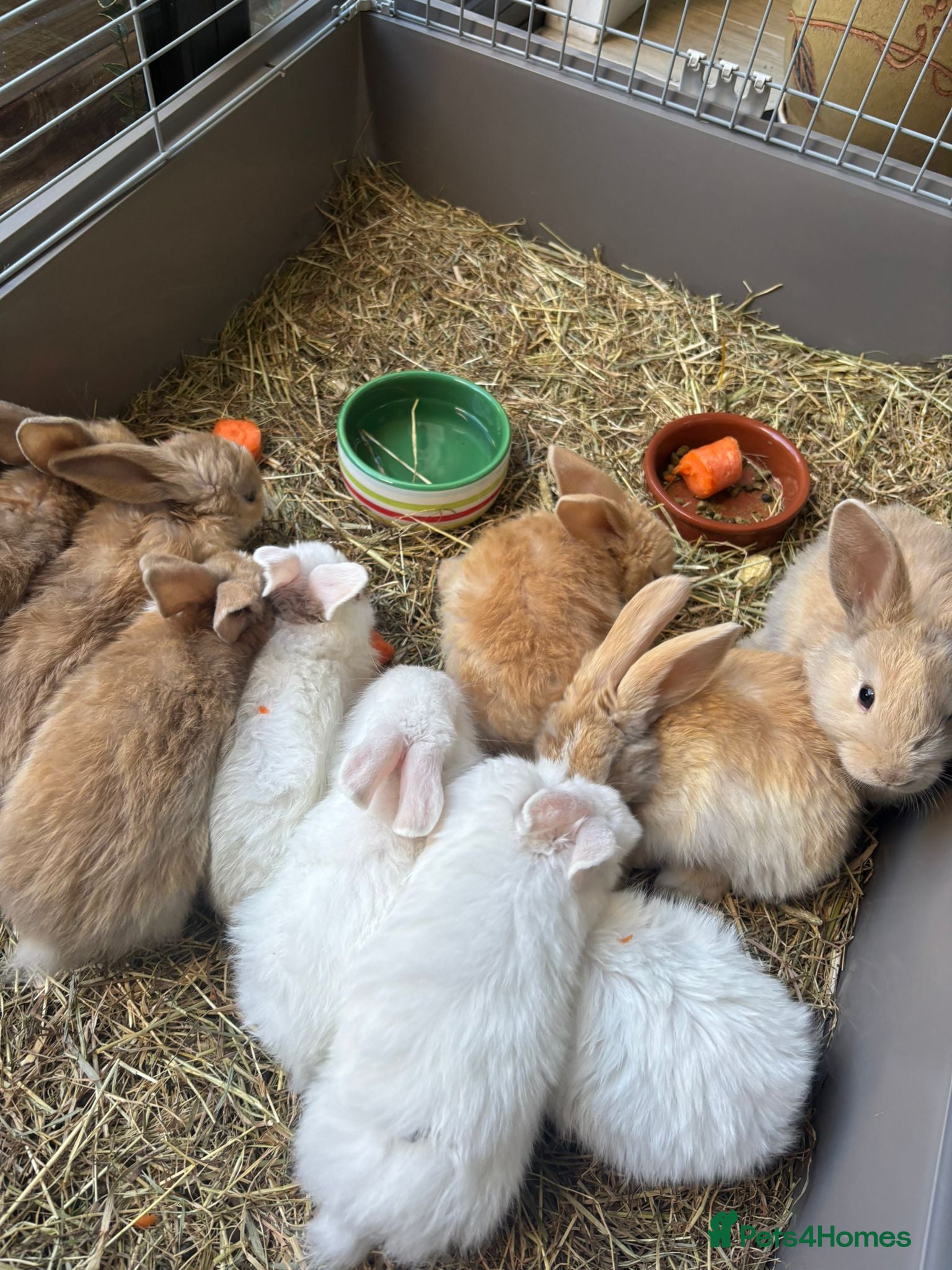 Mini Lop rabbits 🐰 Mini Lop Kits for Sale 🐰 - Advert 2