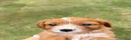 Cavapoo dogs for sale: Beautiful Cavapoo Litter of five for sale.  - Advert 26
