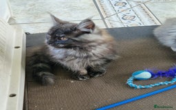 Maine Coon cats for sale: Stunning maine coon kittens - Image 21