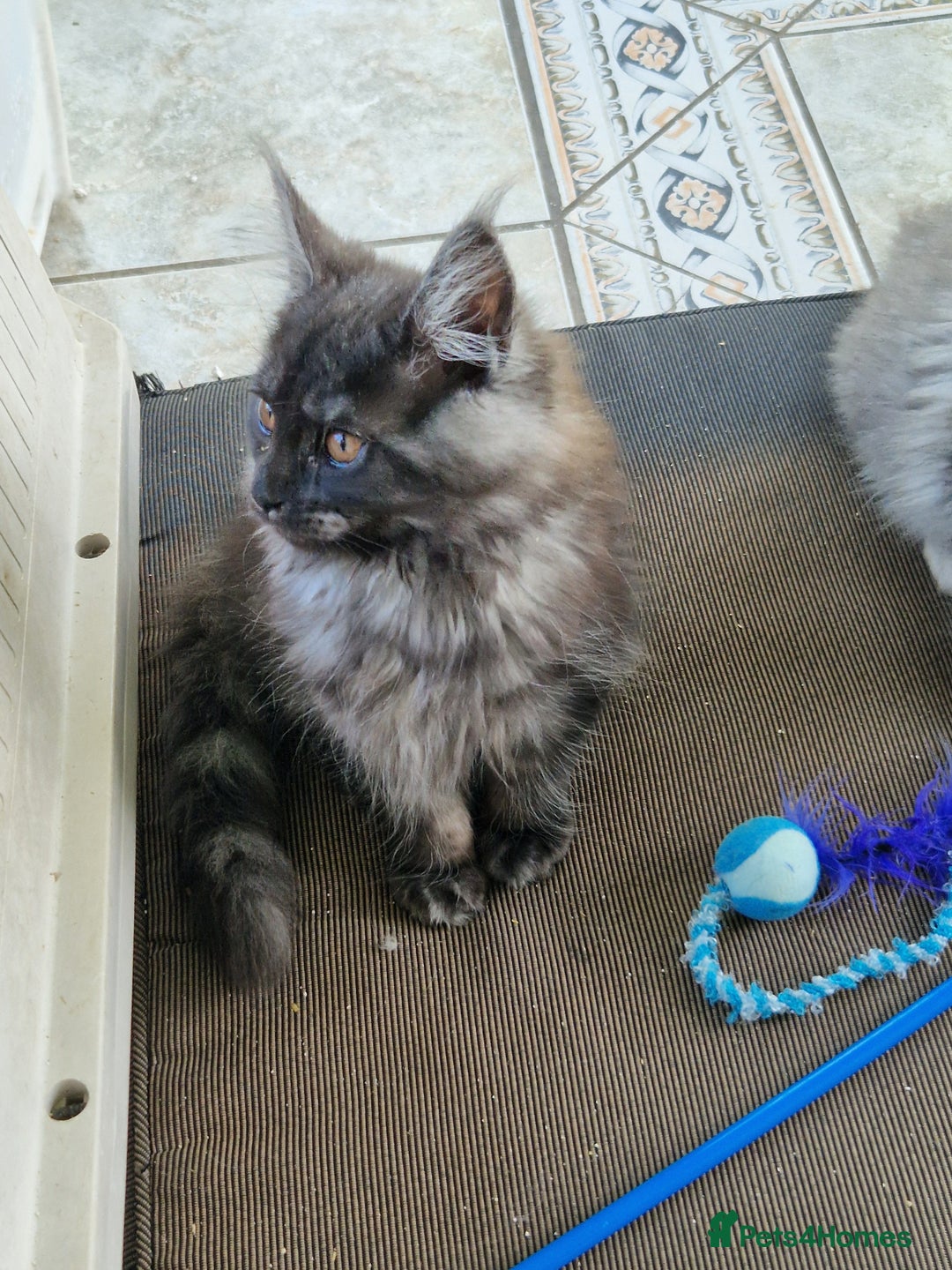 Maine Coon cats for sale: Stunning maine coon kittens - Image 21