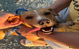Mixed Breed dogs for adoption: Milo needs a loving home  - Image 1