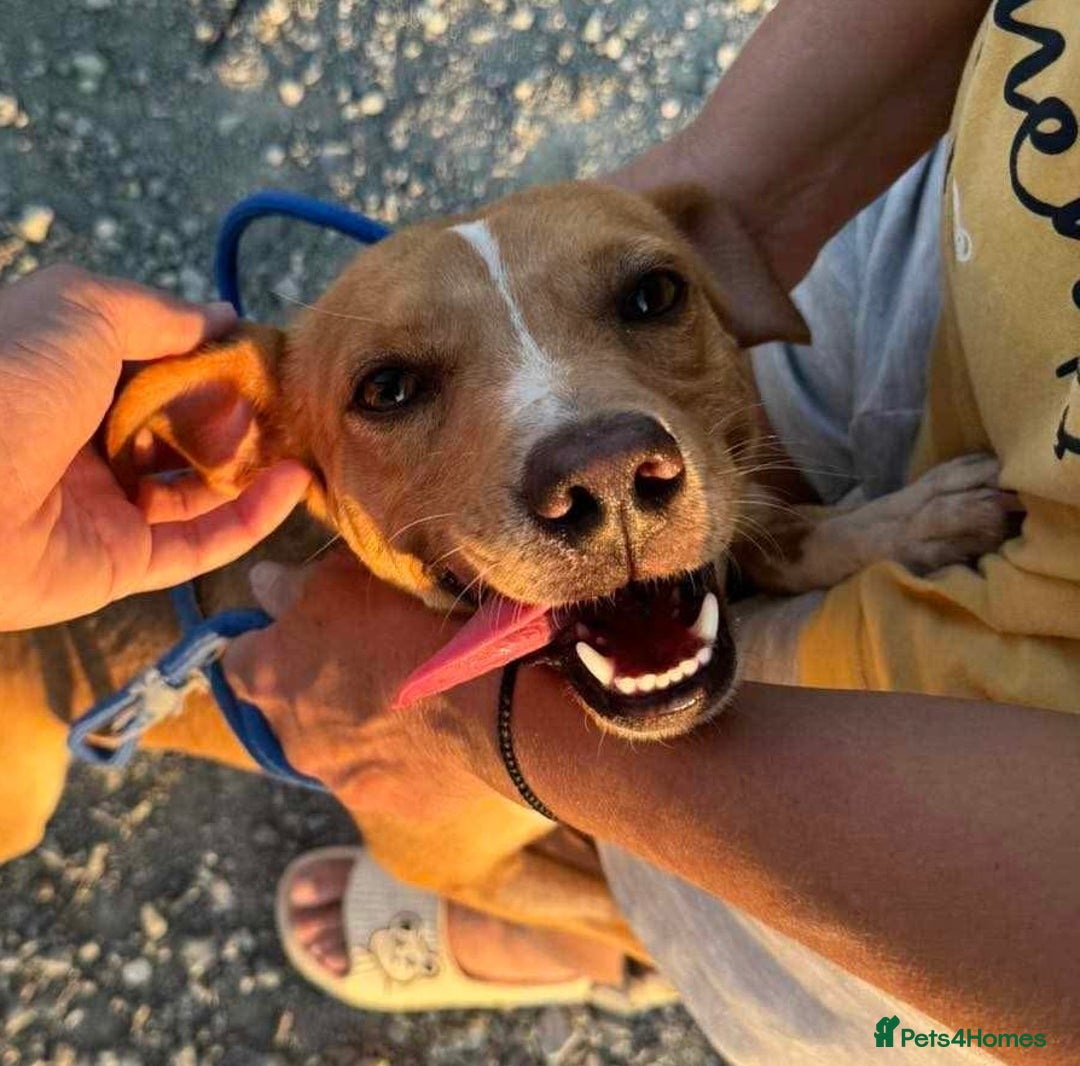 Mixed Breed dogs for adoption: Milo needs a loving home  - Image 1