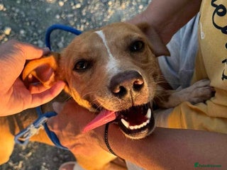 Mixed Breed dogs - Advert 2