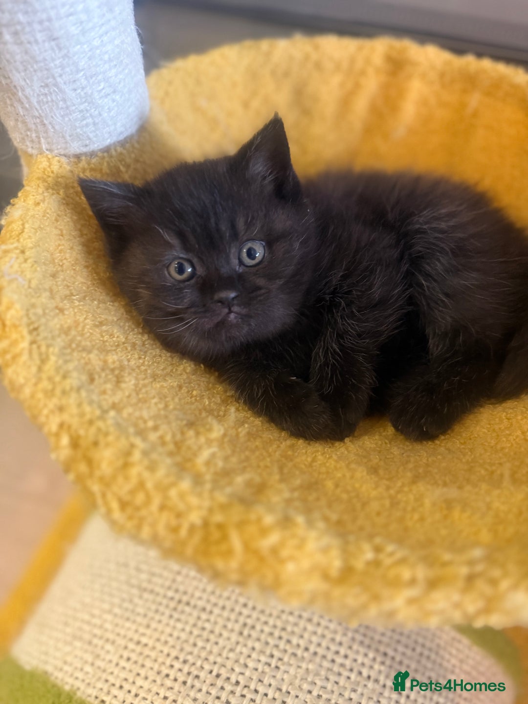 British Shorthair cats for sale: British rainbow shorthair kittens - Image 8