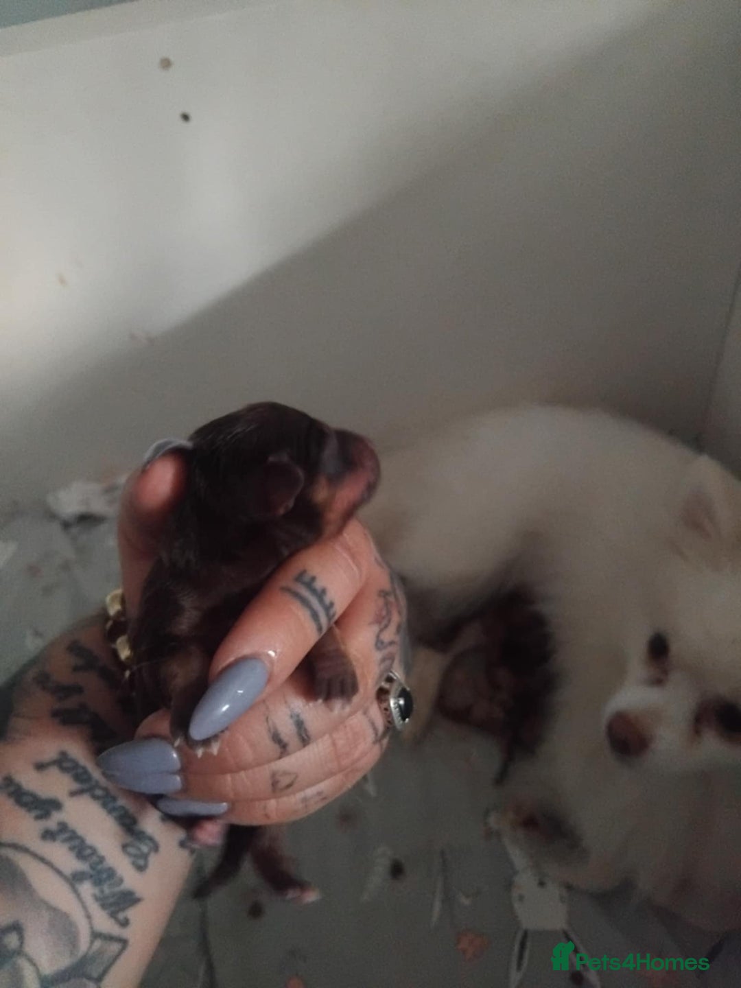 Mixed Breed dogs for sale: Pomeranian cross dachshund puppies  - Image 11