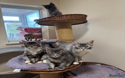 Maine Coon cats for sale: Only 2 left. BEAUTIFUL PEDIGREE MAINECOON KITTENS  - Image 1