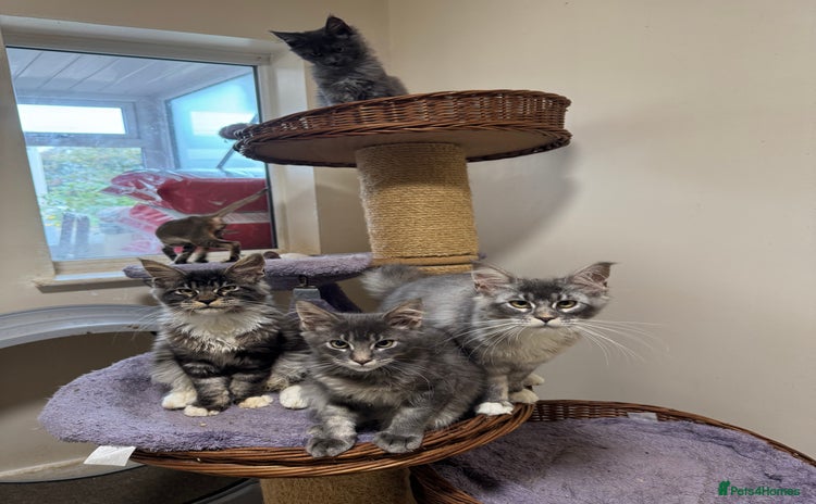 Maine Coon cats - Advert 1