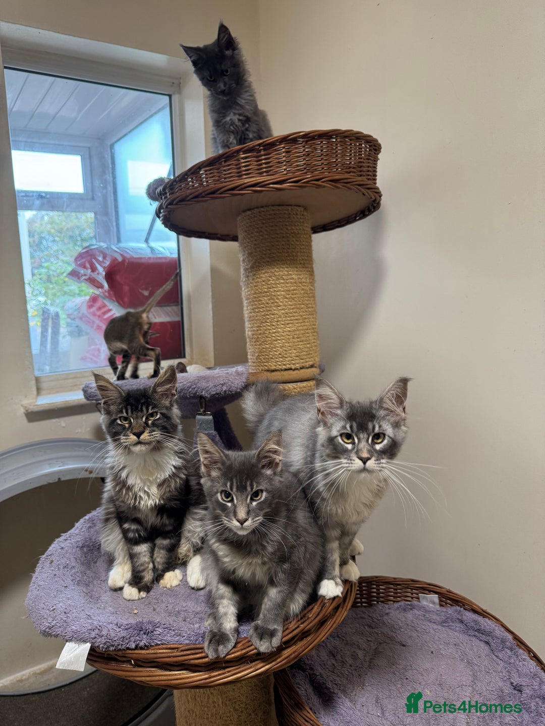 Maine Coon cats for sale: Only 2 left. BEAUTIFUL PEDIGREE MAINECOON KITTENS  - Image 1