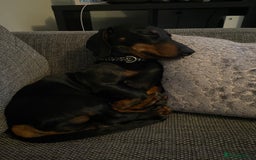 Miniature Dachshund dogs for stud: Miniature Dachshund for Stud - Black & Tan -  - Image 6