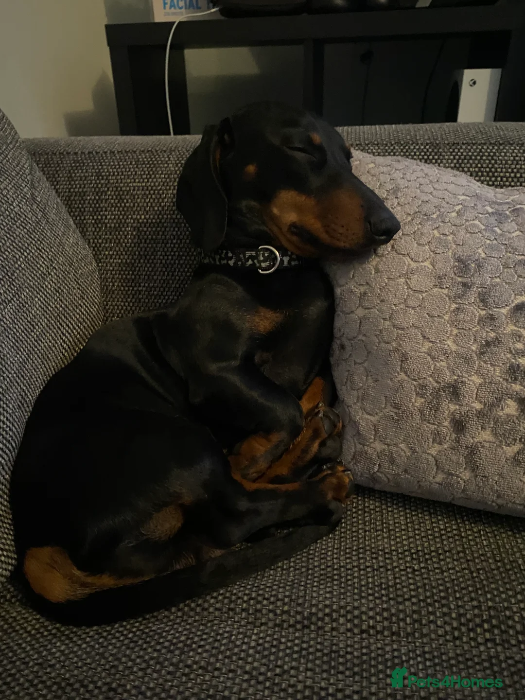 Miniature Dachshund dogs for stud: Miniature Dachshund for Stud - Black & Tan -  - Advert 6
