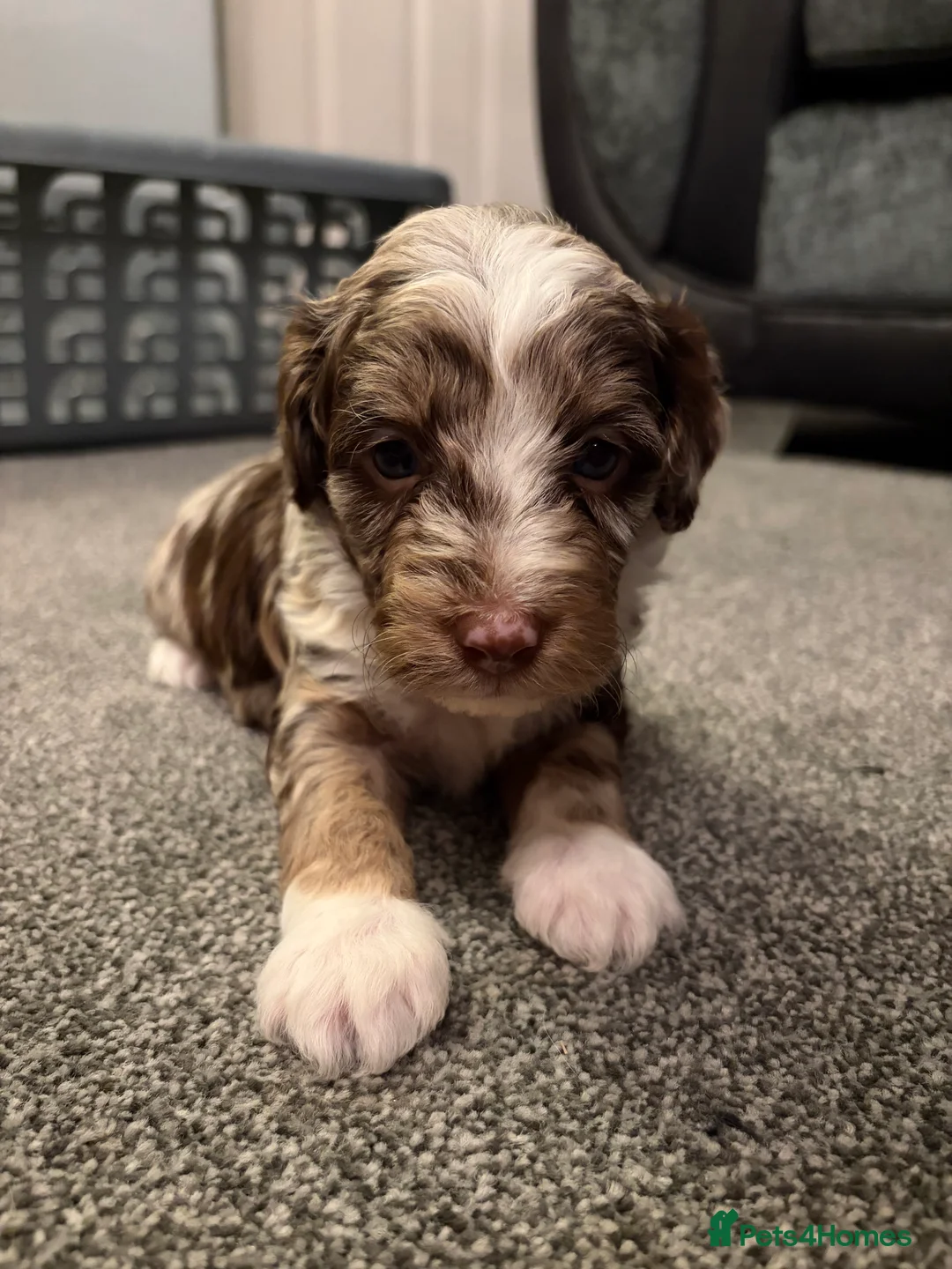 Bordoodle dogs for sale: Stunning litter of colliepoo/bordoodle puppies  - Advert 25