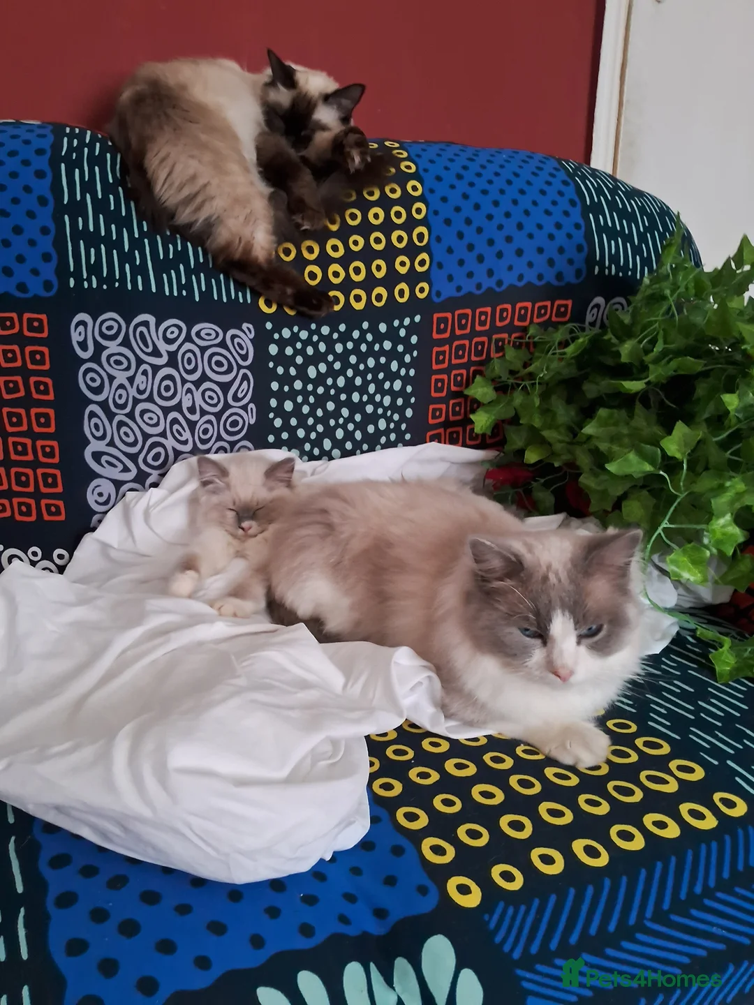 Ragdoll cats for sale: Beautiful Ragdoll Princess  - Advert 4