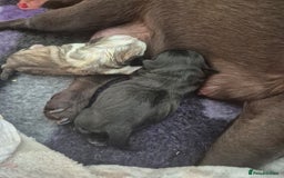 Pug dogs for sale: 2 pug puppies for sale - Image 3