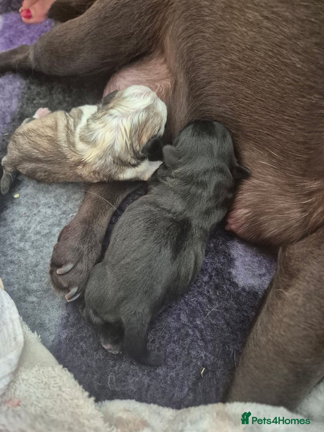 Pug dogs for sale: 2 pug puppies for sale - Image 3