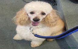 Miniature Poodle dogs for stud: HEALTH TESTED Kc Registered Miniature Poodle STUD in Doncaster - Image 6